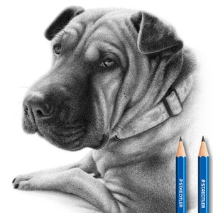 Shar Pei Custom pencil drawing - Personalized Sharpei drawing (Handmade).