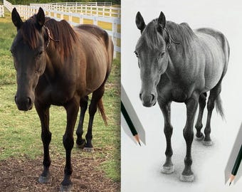 Horses Sketches - Custom Horse Pencil Drawings -  Not digital.