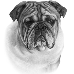 May include: A black and white pencil drawing of a bulldog with a serious expression. The dog's fur is detailed with shading and texture.