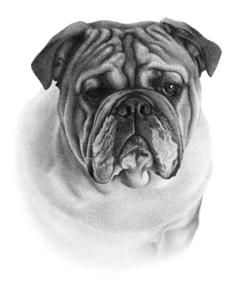 May include: A black and white pencil drawing of a bulldog with a serious expression. The dog's fur is detailed with shading and texture.