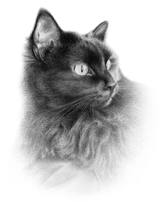 Boceto a lápiz de gato Dibujo a lápiz personalizado Hecho - Etsy España