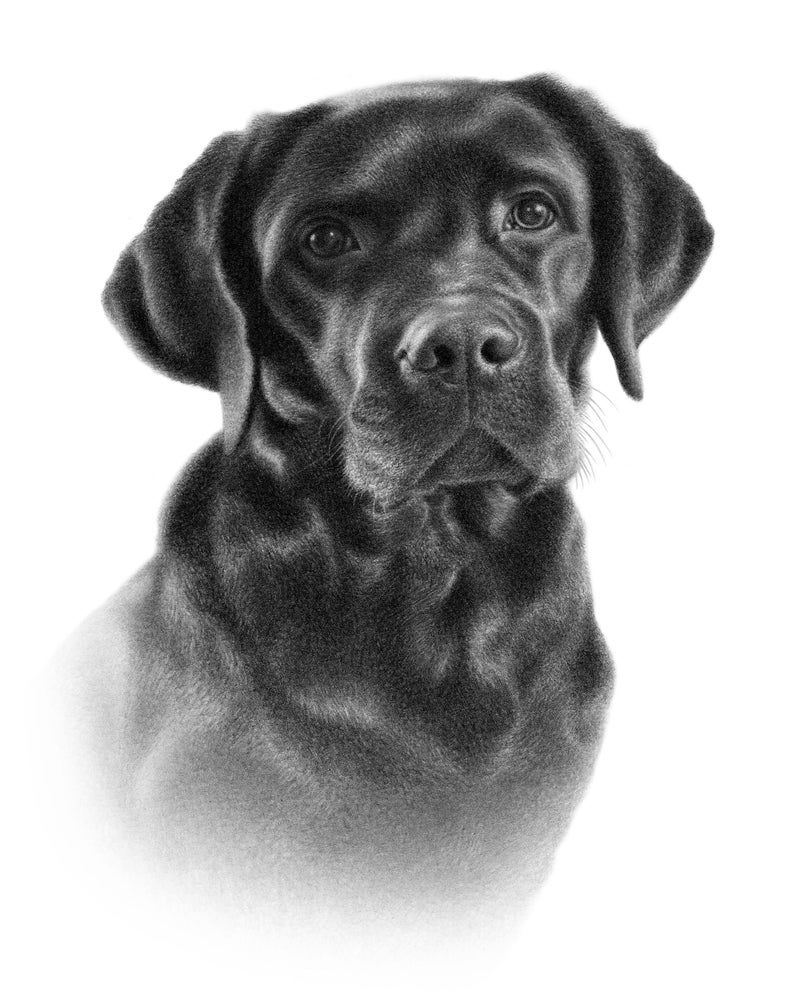 Labrador Pencil Drawing Custom Lab Drawings 100% Handmade. - Etsy