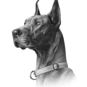 Personalized dog pencil drawing Custom dog drawing 100% Hand-drawn portrait. image 7