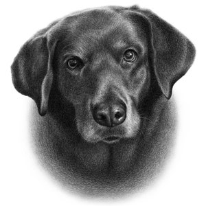 Black dog sketch Custom pencil drawing 100% Handmade image 8