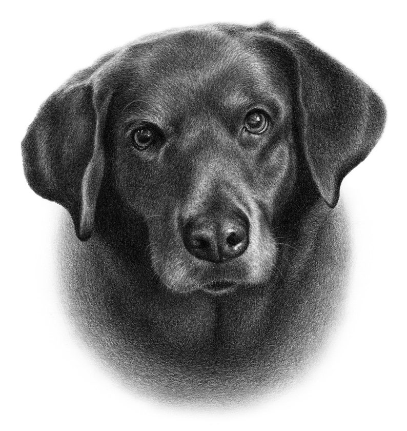 Black dog sketch Custom pencil drawing 100% Handmade image 8