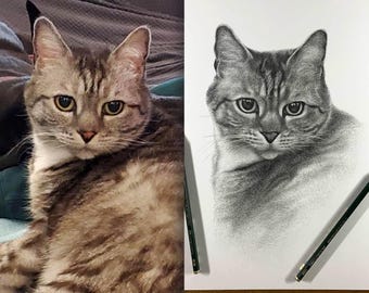 Personalized cat pencil drawing from photo (100% handmade, not digital).