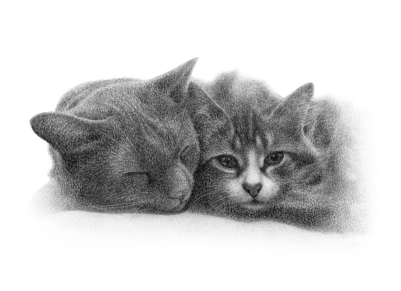 猫の鉛筆スケッチ - カスタム鉛筆画 - 手作り。 - Etsy 日本