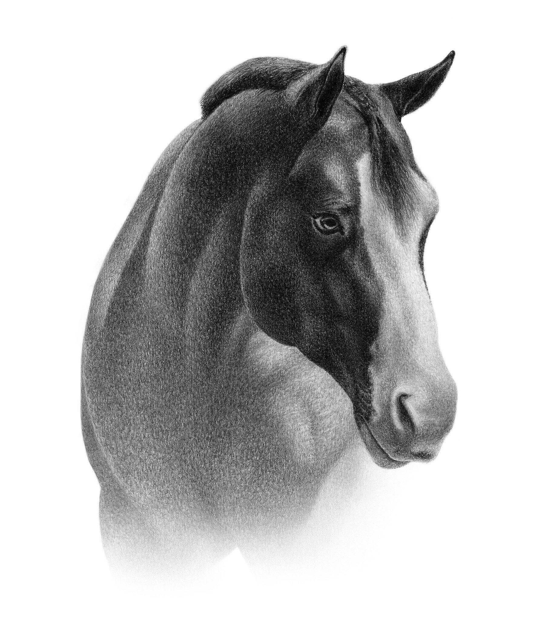 カスタム馬の鉛筆画 - パーソナライズされた馬のイラスト。 - Etsy 日本