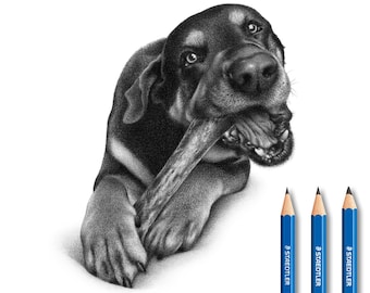 Doberman drawing - Personalized Doberman illustration.