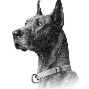 May include: A black and white pencil drawing of a Great Dane dog looking to the left. The dog is wearing a light gray collar with a silver buckle.