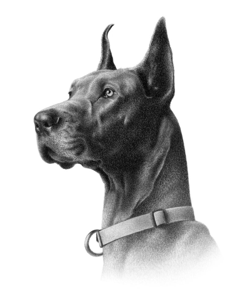 May include: A black and white pencil drawing of a Great Dane dog looking to the left. The dog is wearing a light gray collar with a silver buckle.