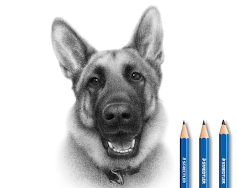 German Sherpherd drawing from photo - Custom GSD drawing.