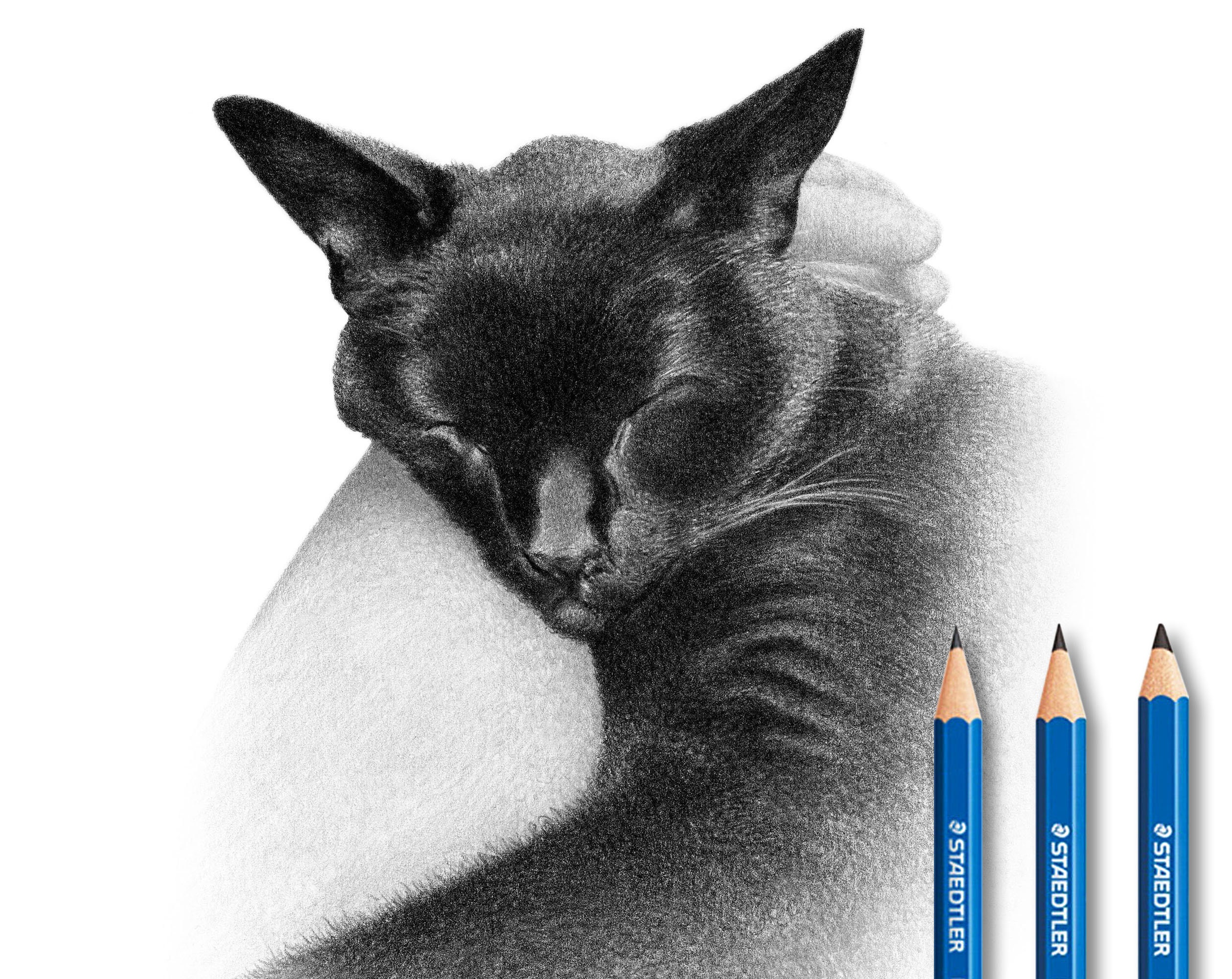 猫の鉛筆画 黒い紙に描かれたアート2つの宝石 猫の鉛筆画 黒い紙に描か