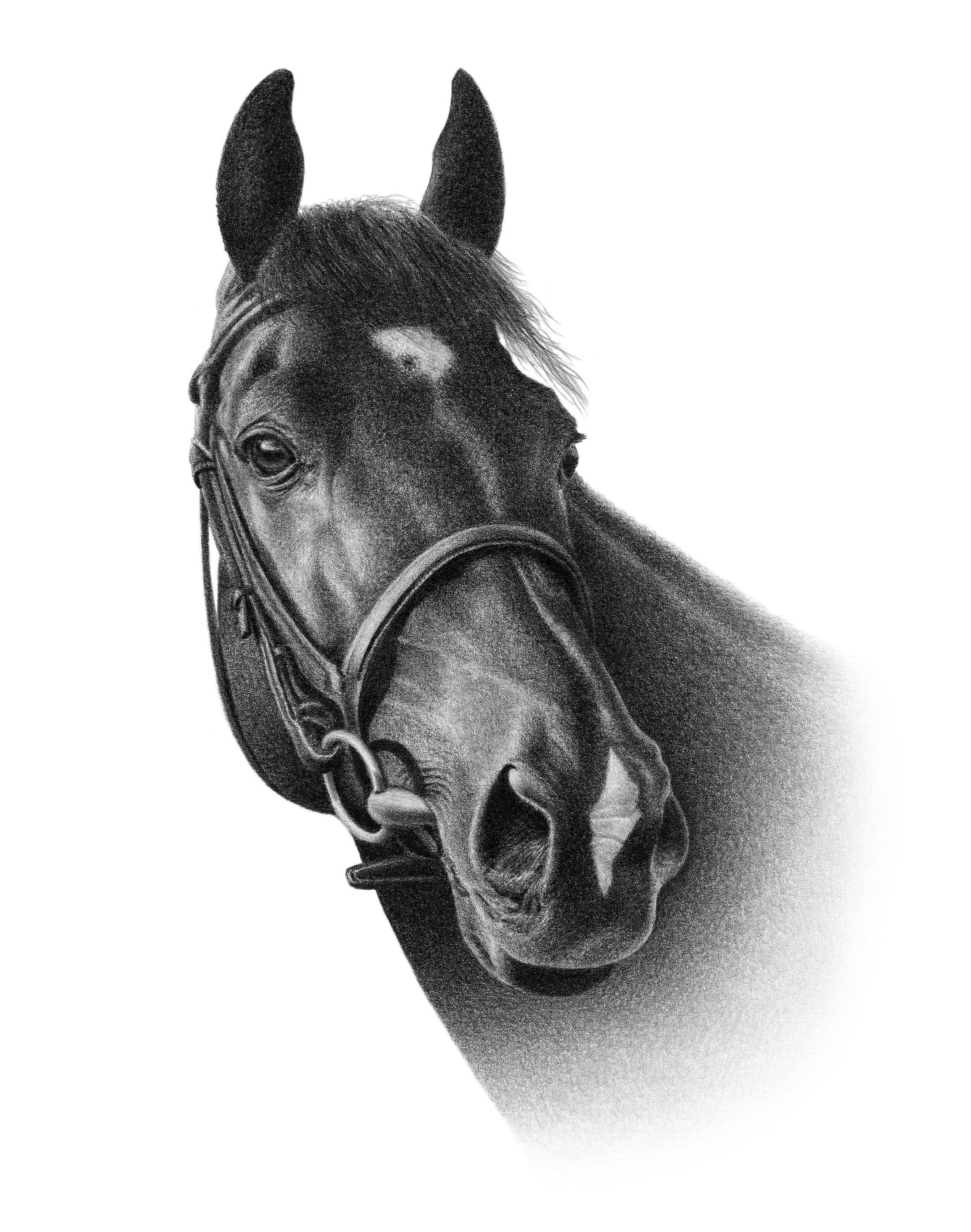 馬のスケッチ - カスタムの馬の鉛筆画 - デジタルではありません