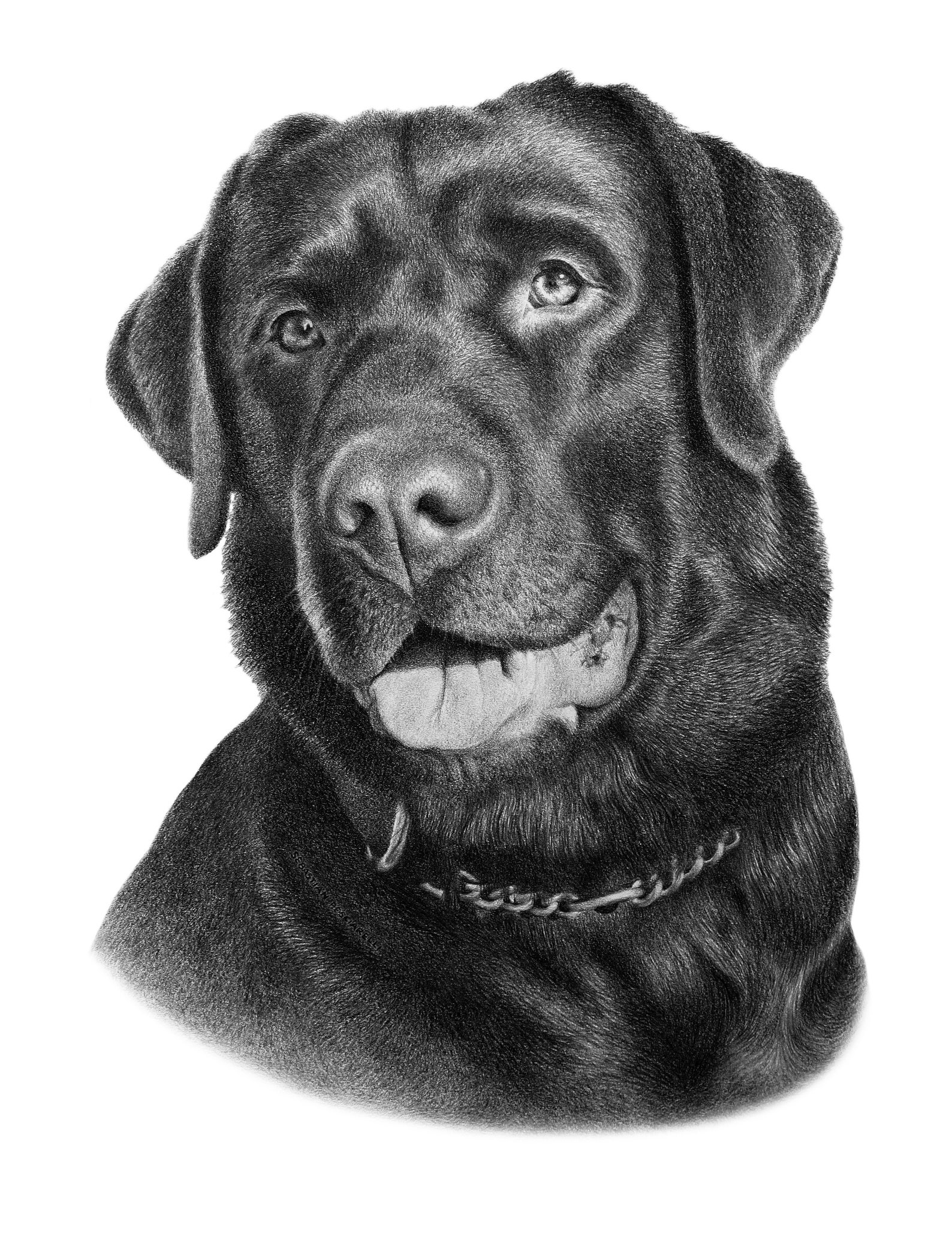 Labrador Pencil Drawing Custom Lab Drawings 100% Handmade. - Etsy Australia