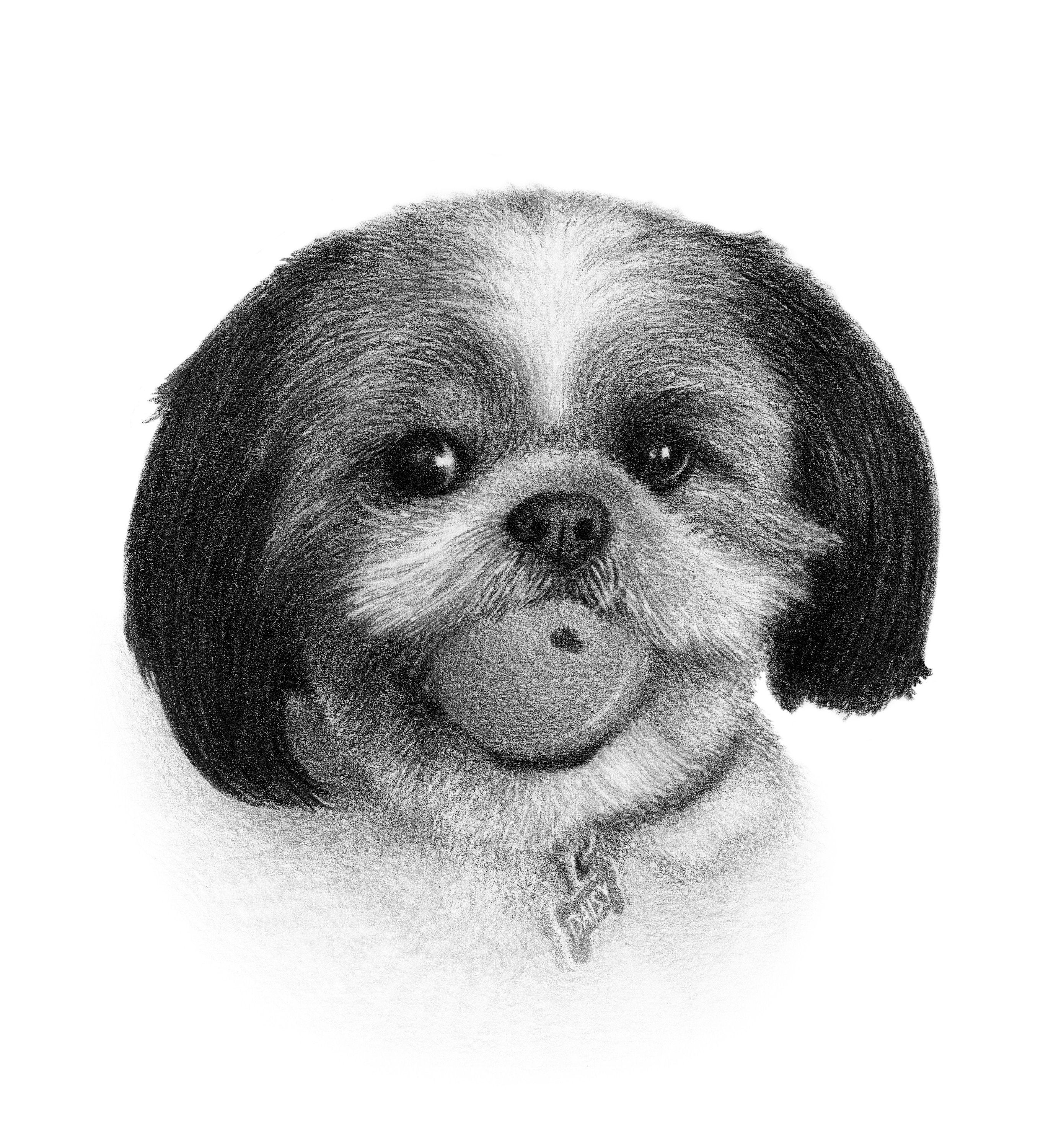 シーズー犬の肖像画 - シーズー犬の鉛筆画 - カスタム描画。 - Etsy 日本