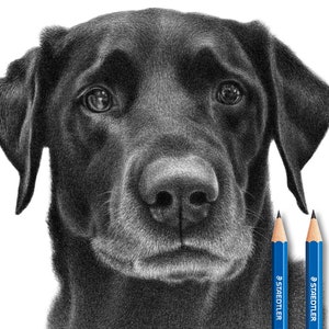 Dog face drawing - Custom pencil sketch.