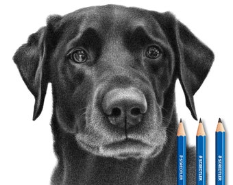 Dog face drawing - Custom pencil sketch.