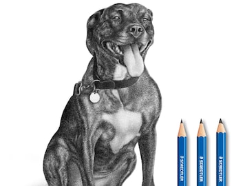 Pitbull pencil drawing - Custom portrait - 100% handmade.