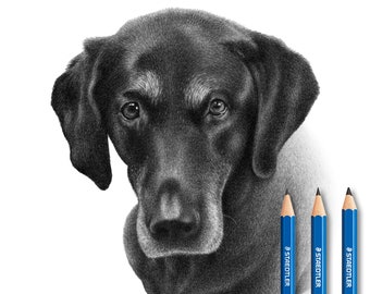 Dog pencil drawing from photo - 100% hand-drawn.