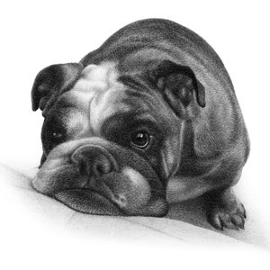 May include: A black and white pencil drawing of a bulldog lying down with its head resting on a surface. The bulldog has a sad expression on its face.