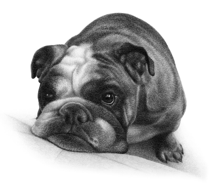 May include: A black and white pencil drawing of a bulldog lying down with its head resting on a surface. The bulldog has a sad expression on its face.