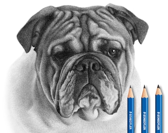 Bulldog Drawing - Custom Pencil Drawing