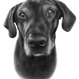 Black dog sketch Custom pencil drawing 100% Handmade image 9