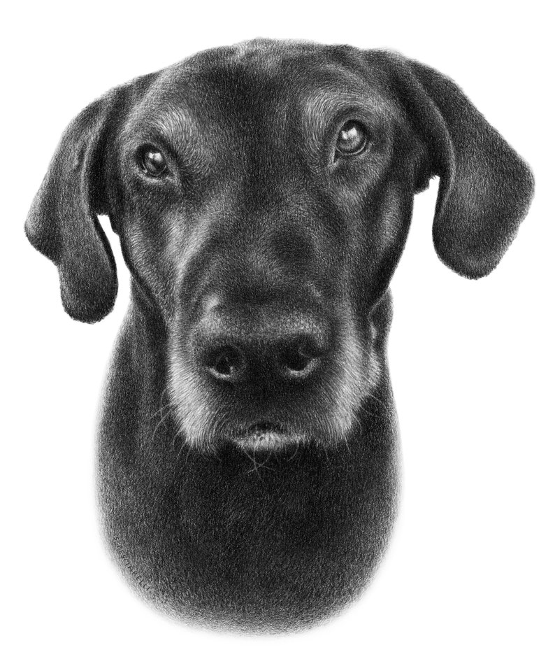 Black dog sketch Custom pencil drawing 100% Handmade image 9