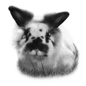 May include: A black and white rabbit with fluffy fur is sitting in a patch of grass. The rabbit has large ears and black markings around its eyes.