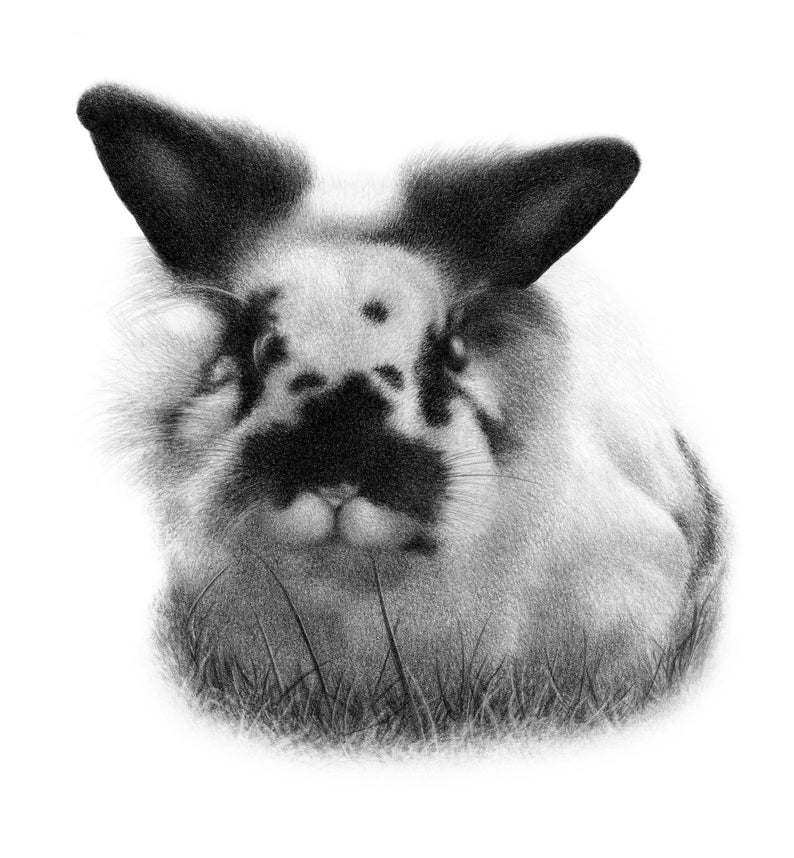 May include: A black and white rabbit with fluffy fur is sitting in a patch of grass. The rabbit has large ears and black markings around its eyes.