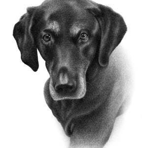 Black dog sketch Custom pencil drawing 100% Handmade image 3