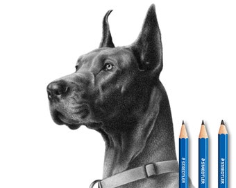 Great Dane pencil drawing from photo (Handmade)