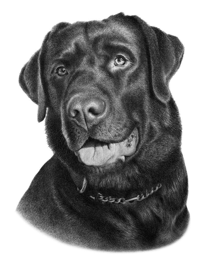 Black dog sketch Custom pencil drawing 100% Handmade image 7