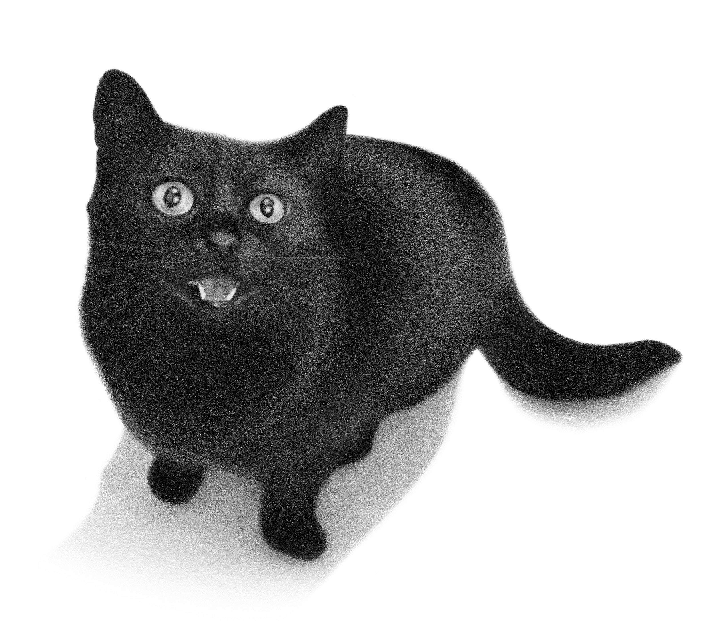 Dibujo personalizado de gatos Retrato a lápiz personalizado. - Etsy España