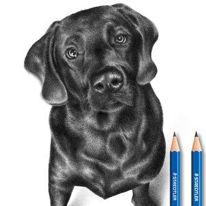 Labrador drawing - 100% handmade - Personalized.
