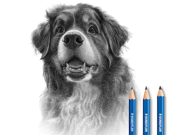 Bernese pencil drawing from photo - Personalized art - Handdrawn.