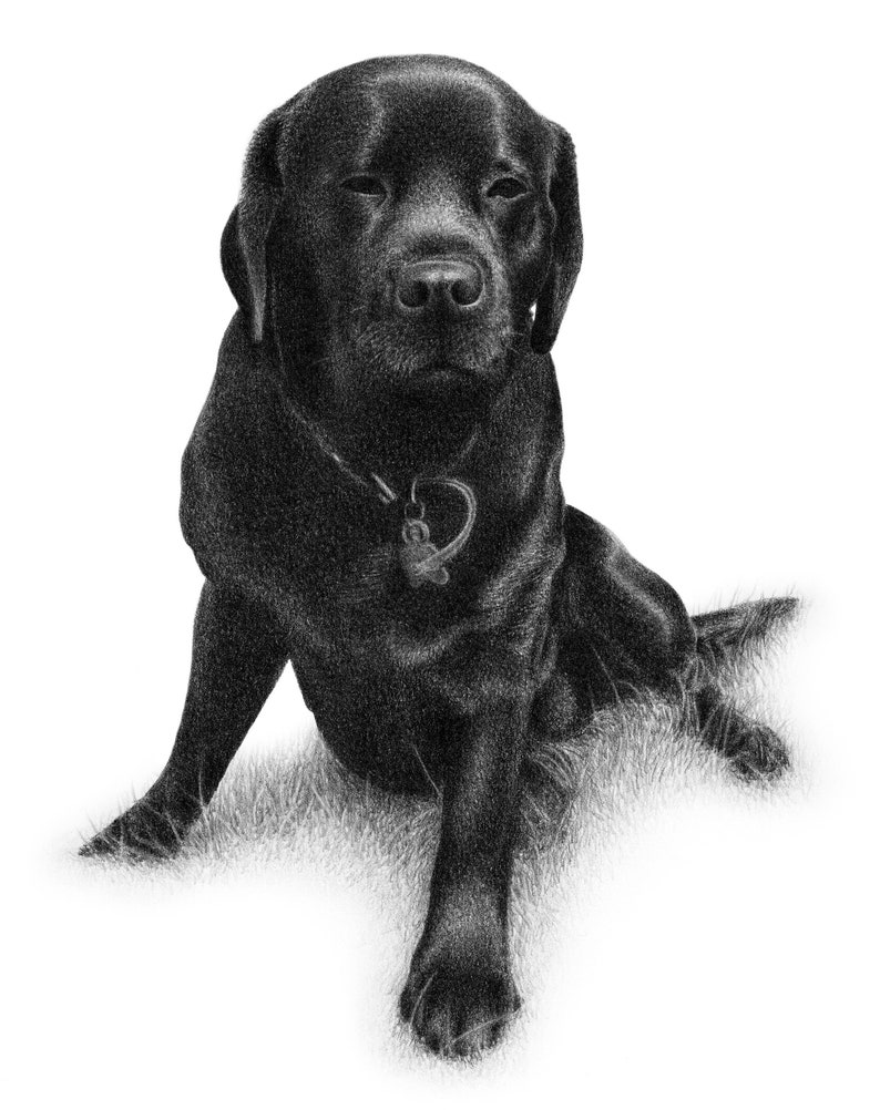 Black dog sketch Custom pencil drawing 100% Handmade image 4