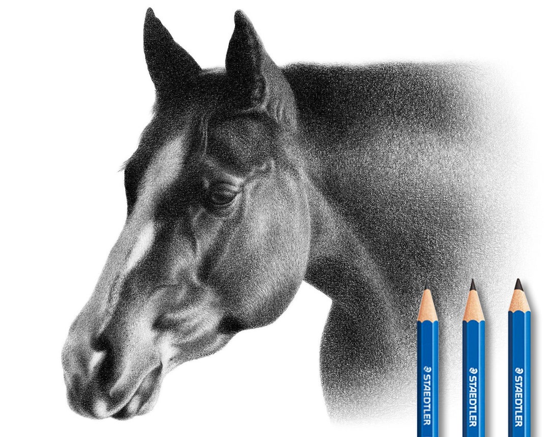 友人が書いた馬の頭部の色鉛筆イラスト mqdefault.jpg