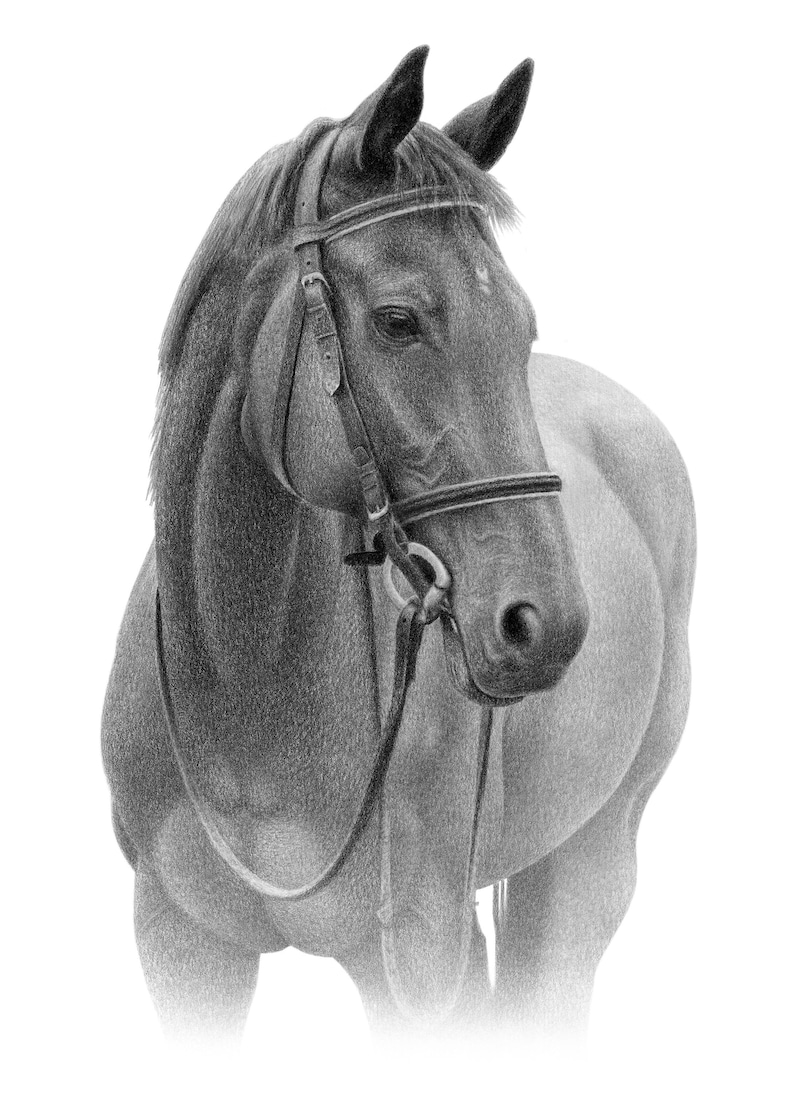 May include: A black and white pencil drawing of a horse's head and neck. The horse is wearing a bridle and has a calm expression.