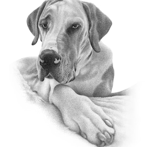 Personalized dog pencil drawing Custom dog drawing 100% Hand-drawn portrait. image 8