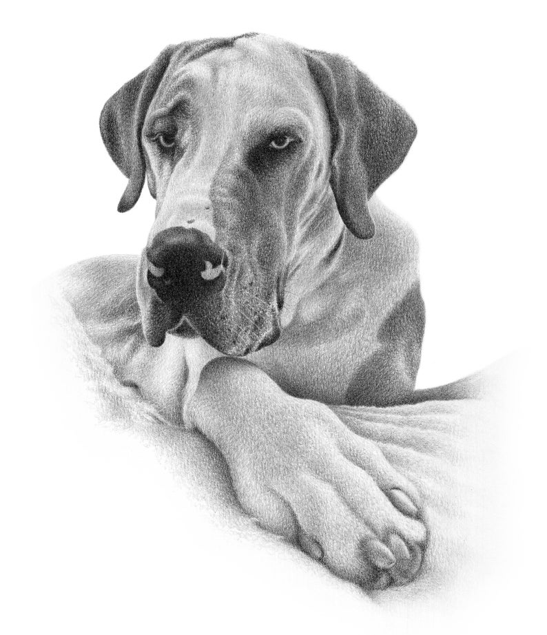 Personalized dog pencil drawing Custom dog drawing 100% Hand-drawn portrait. image 8