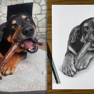 May include: A black and brown dog with a white patch on its chest is lying down and chewing on a large brown bone. The dog has a happy expression on its face. The dog is in focus, and the background is blurred.