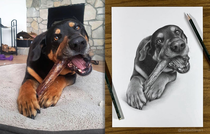 May include: A black and brown dog with a white patch on its chest is lying down and chewing on a large brown bone. The dog has a happy expression on its face. The dog is in focus, and the background is blurred.