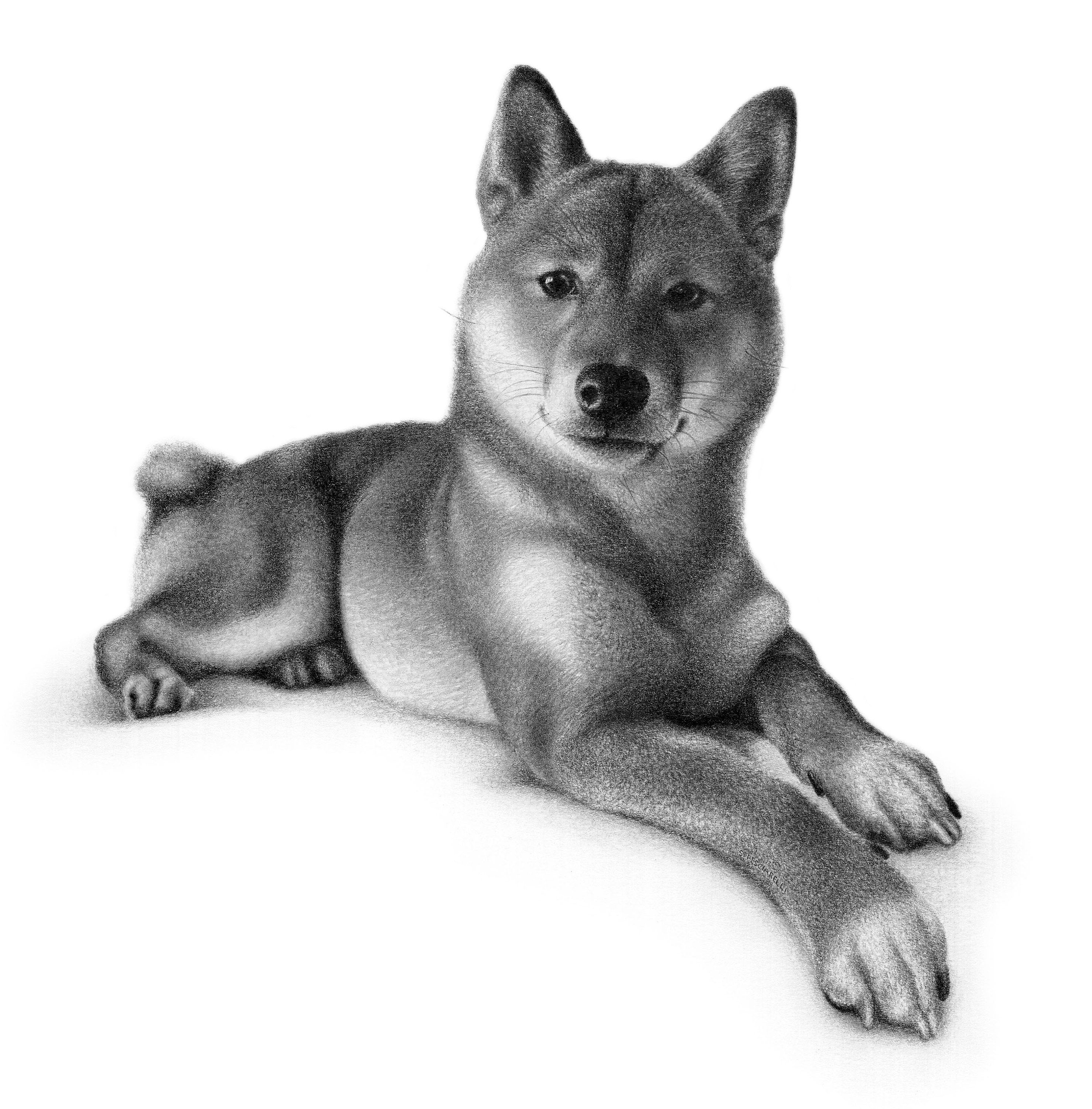 柴犬 シバイヌ 犬 原画 鉛筆画 絵画 手描きイラスト model : ito @ito_denwa0614 * * shibainu 2025秋冬の鉛筆画展モデル犬