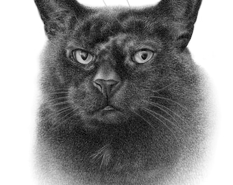 猫の鉛筆スケッチ - カスタム鉛筆画 - 手作り。 - Etsy 日本