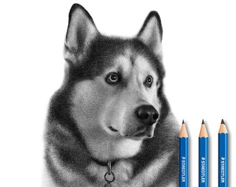 Personalized Husky Pencil Drawing - 100% Hand-Made.