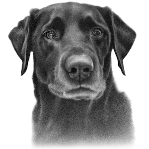 Black dog sketch Custom pencil drawing 100% Handmade image 5