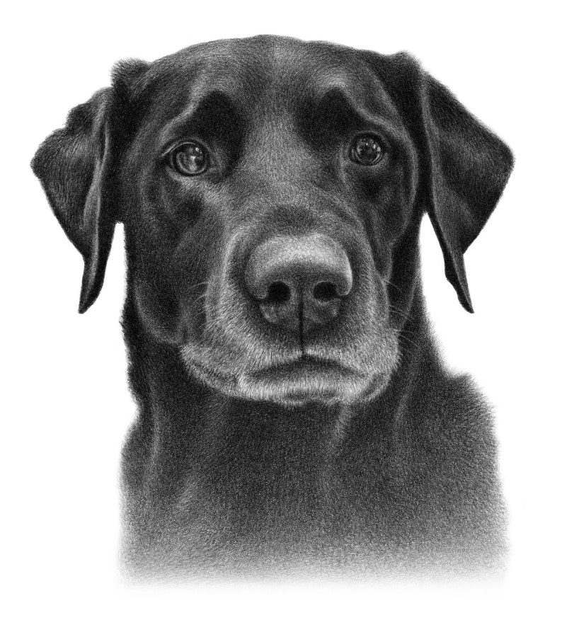 Black dog sketch Custom pencil drawing 100% Handmade image 5