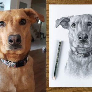 Personalized dog pencil drawing Custom dog drawing 100% Hand-drawn portrait. image 4